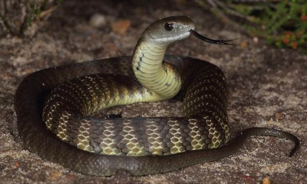 Виды-змей-Описание-особенности-названия-и-фото-видов-змей-19