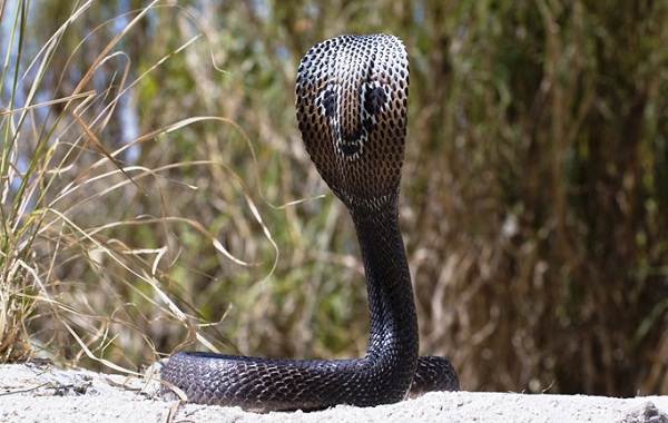 Виды-змей-Описание-особенности-названия-и-фото-видов-змей-20