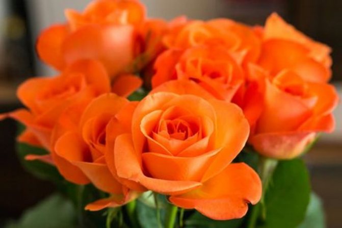 значение роз оранжевых